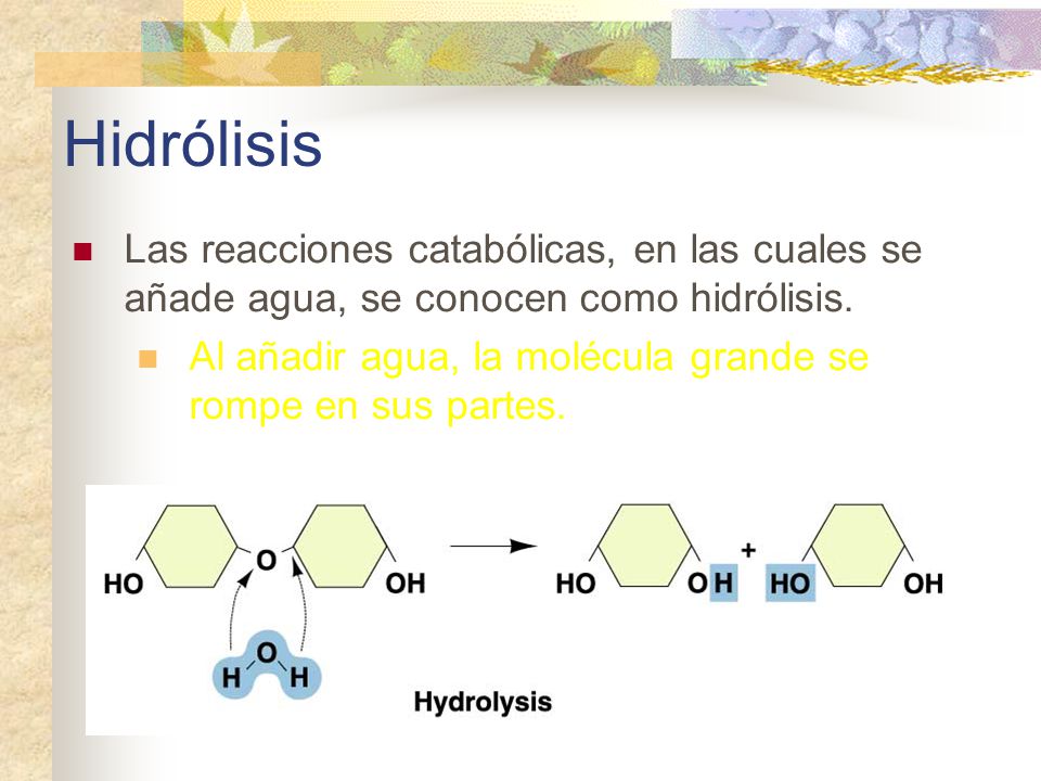 Hidrólisis Las reacciones catabólicas, en las cuales se añade agua, se conocen como hidrólisis.