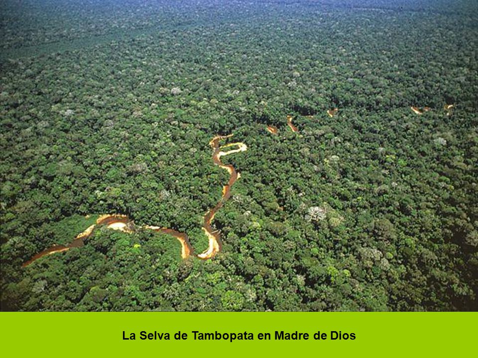 La Selva de Tambopata en Madre de Dios