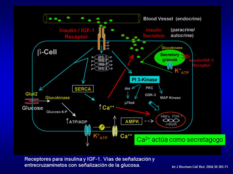 Ca2+ actúa como secretagogo