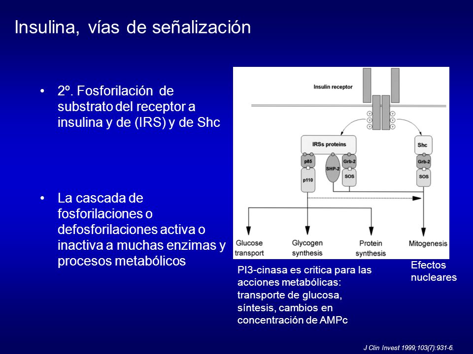 Insulina, vías de señalización