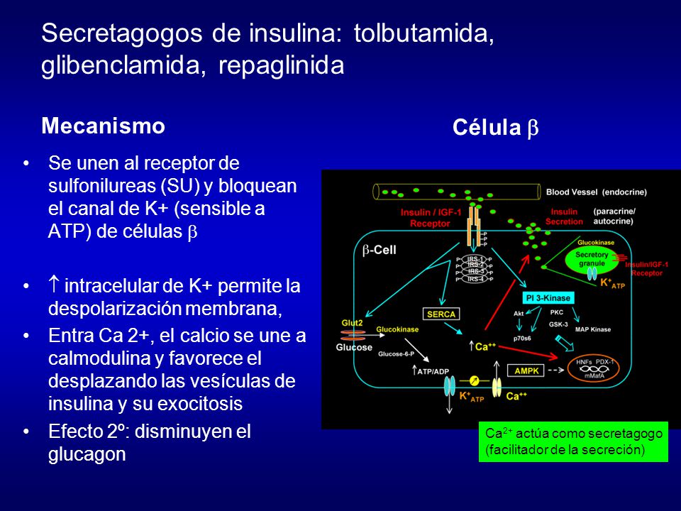 Secretagogos de insulina: tolbutamida, glibenclamida, repaglinida