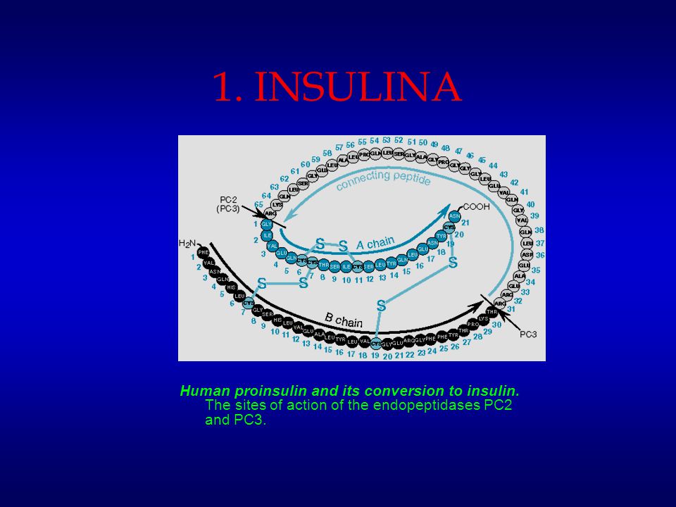 1. INSULINA 2 cadenas de polipéptidos (A y B), conservada, tiene variaciones en potencia biológica e inmungenicidad.