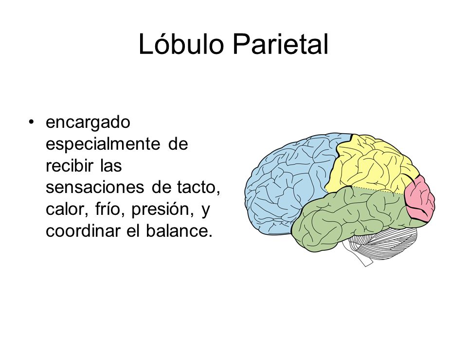Lóbulo Parietal encargado especialmente de recibir las sensaciones de tacto, calor, frío, presión, y coordinar el balance.