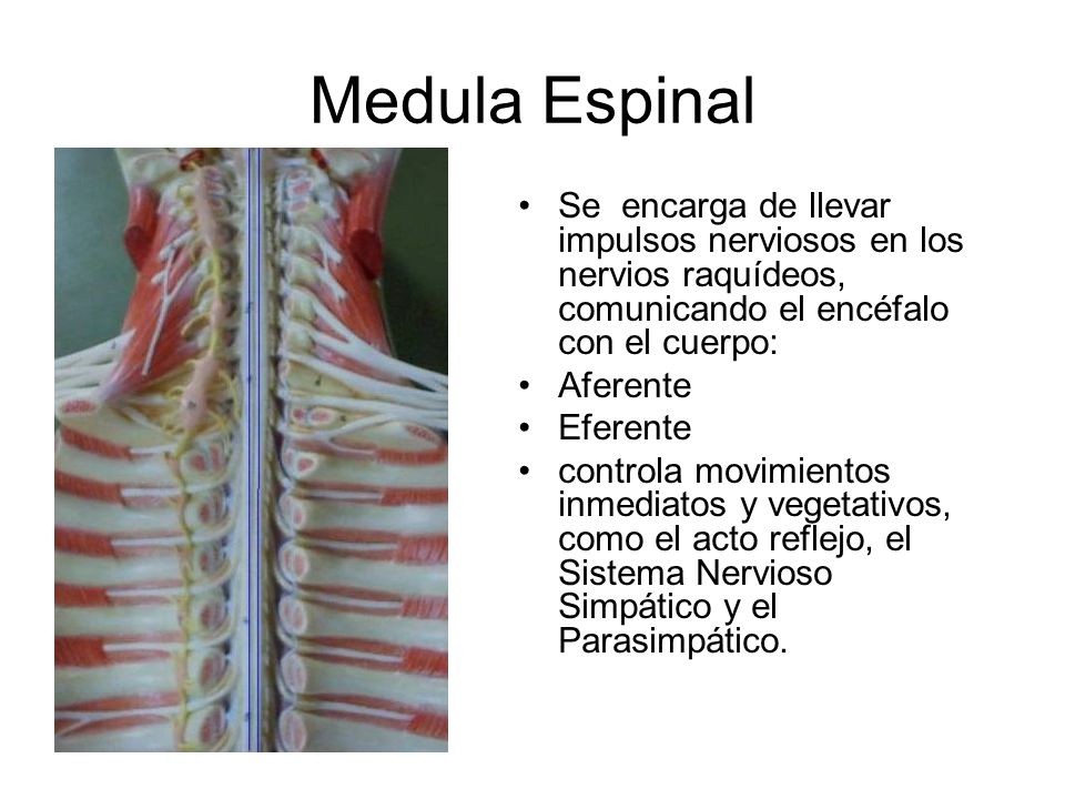 Medula Espinal Se encarga de llevar impulsos nerviosos en los nervios raquídeos, comunicando el encéfalo con el cuerpo: