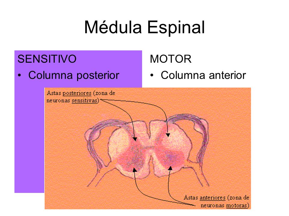 Médula Espinal SENSITIVO Columna posterior MOTOR Columna anterior