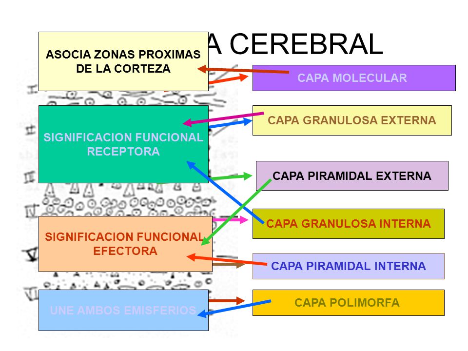 CORTEZA CEREBRAL ASOCIA ZONAS PROXIMAS DE LA CORTEZA CAPA MOLECULAR
