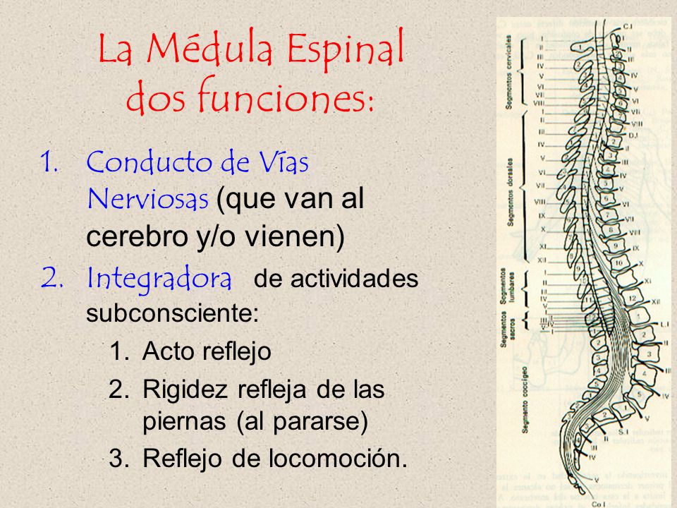 La Médula Espinal dos funciones: