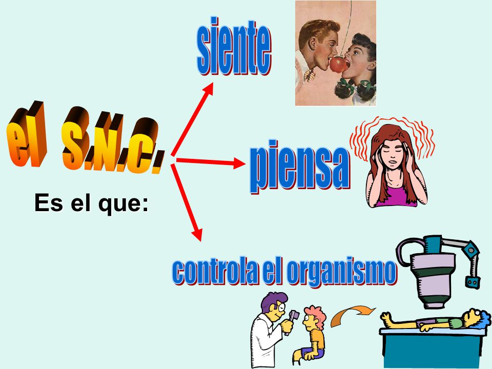 siente el S.N.C. piensa Es el que: controla el organismo