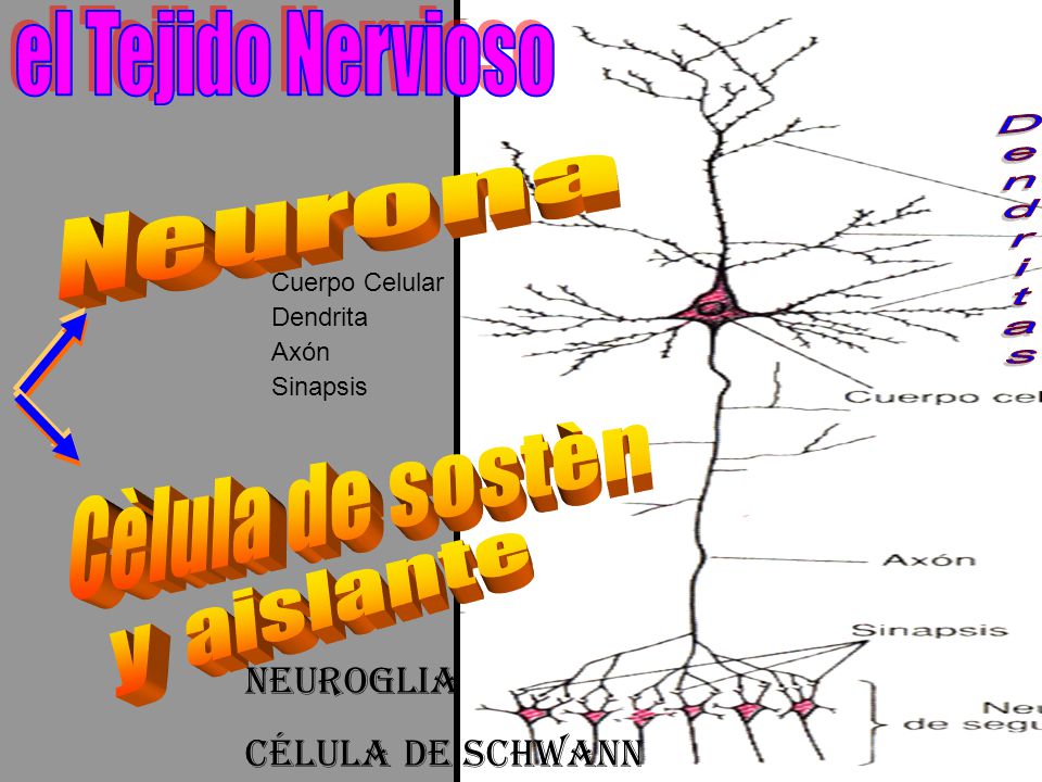 el Tejido Nervioso Dendritas Neurona Cèlula de sostèn y aislante