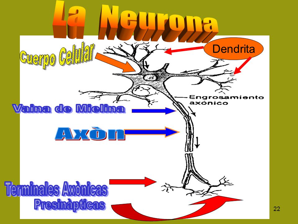 La Neurona Cuerpo Celular Vaina de Mielina Axòn Terminales Axònicas