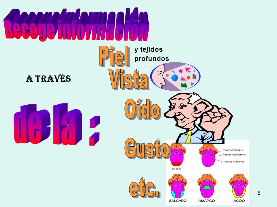 Recoge información Piel Vista Oído de la : Gusto etc. A través