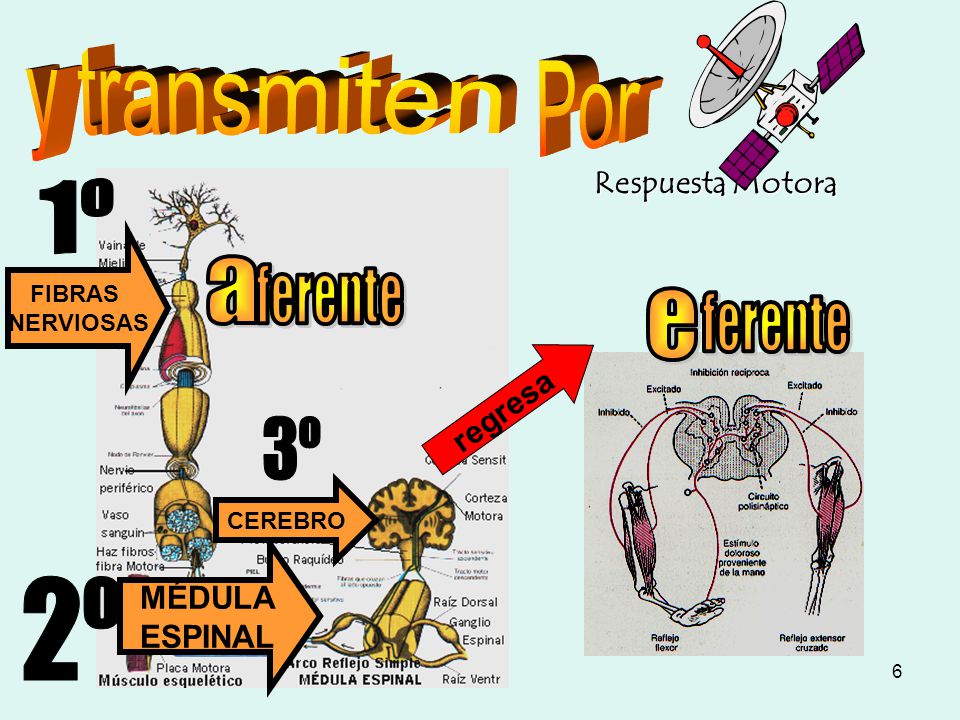y transmiten Por 1º a ferente e ferente 3º 2º Respuesta Motora regresa
