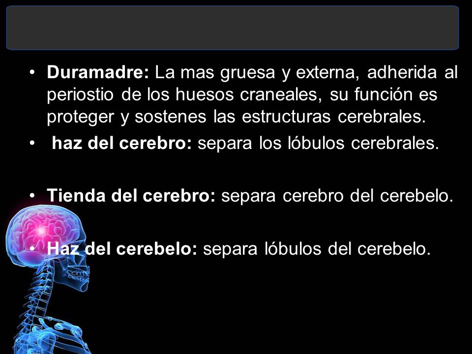Duramadre: La mas gruesa y externa, adherida al periostio de los huesos craneales, su función es proteger y sostenes las estructuras cerebrales.