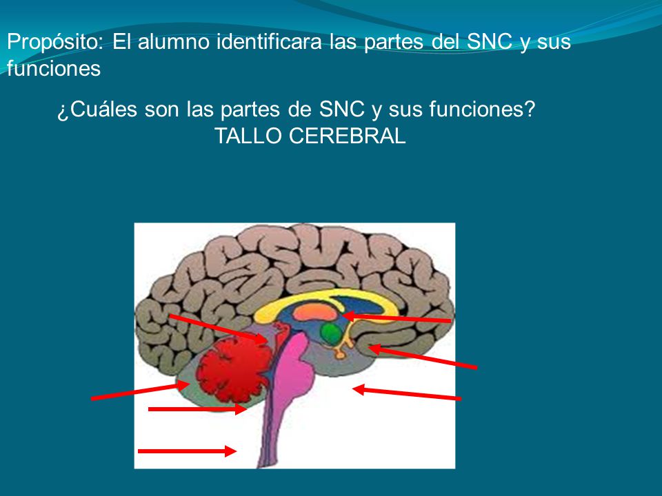 Propósito: El alumno identificara las partes del SNC y sus funciones
