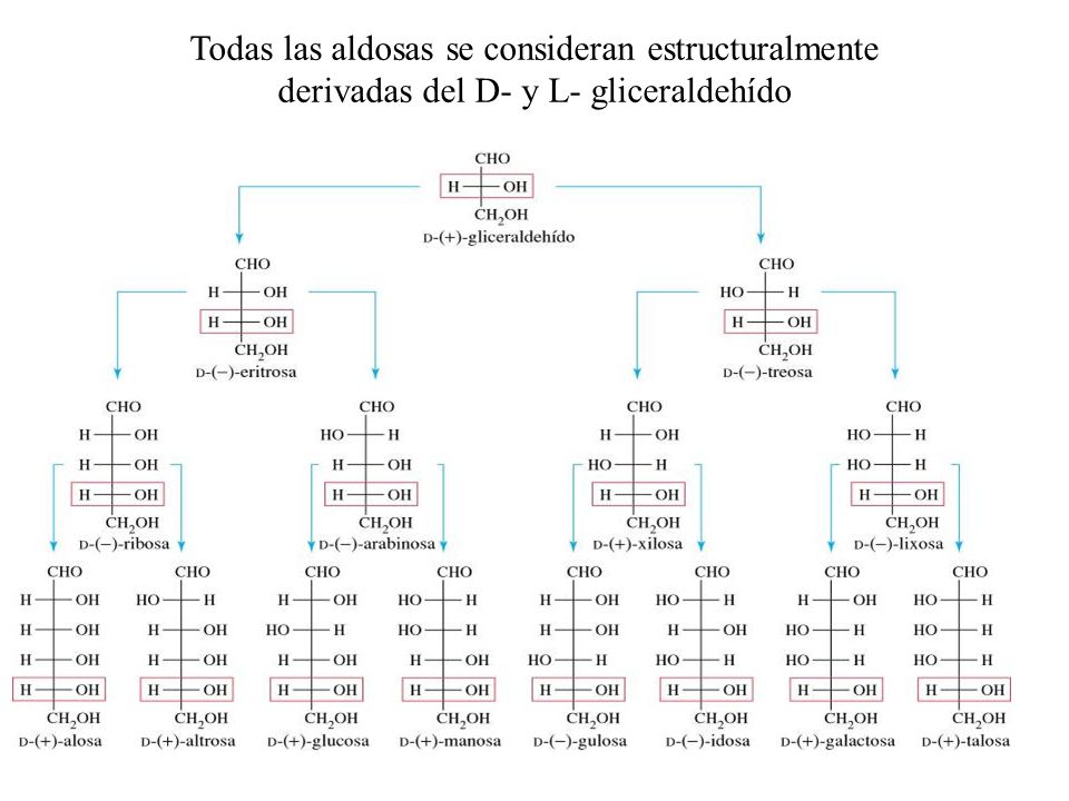 Todas las aldosas se consideran estructuralmente derivadas del D- y L- gliceraldehído