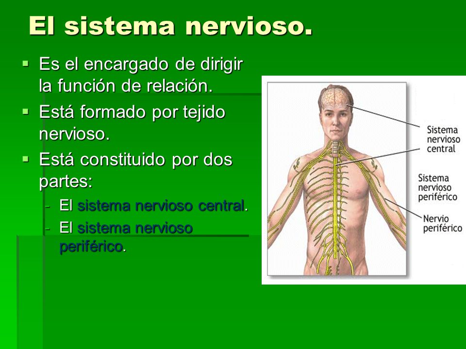 El sistema nervioso. Es el encargado de dirigir la función de relación. Está formado por tejido nervioso.