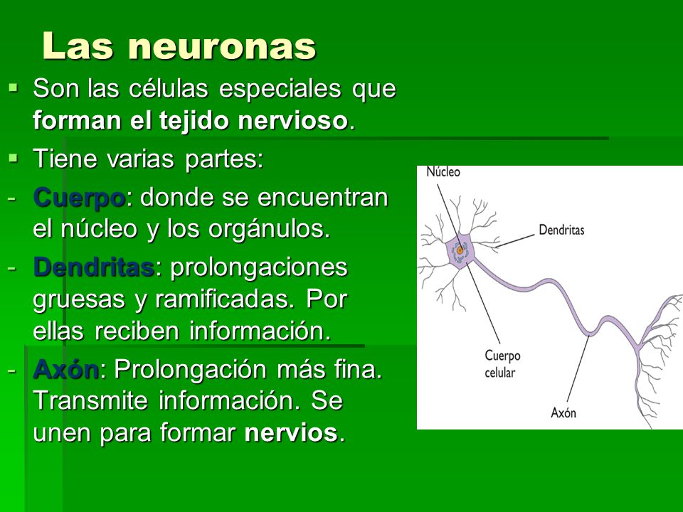 Las neuronas Son las células especiales que forman el tejido nervioso.