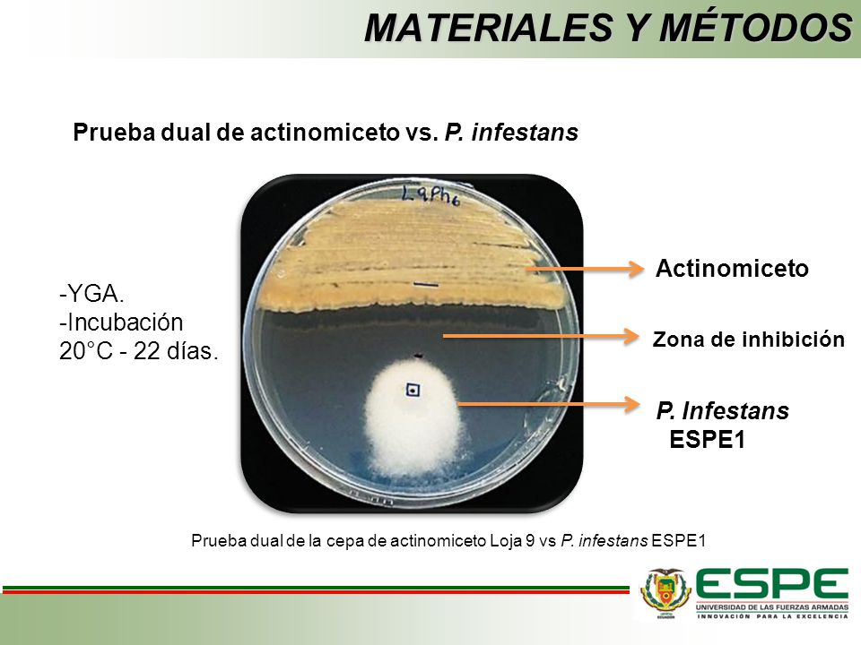 MATERIALES Y MÉTODOS Prueba dual de actinomiceto vs. P. infestans