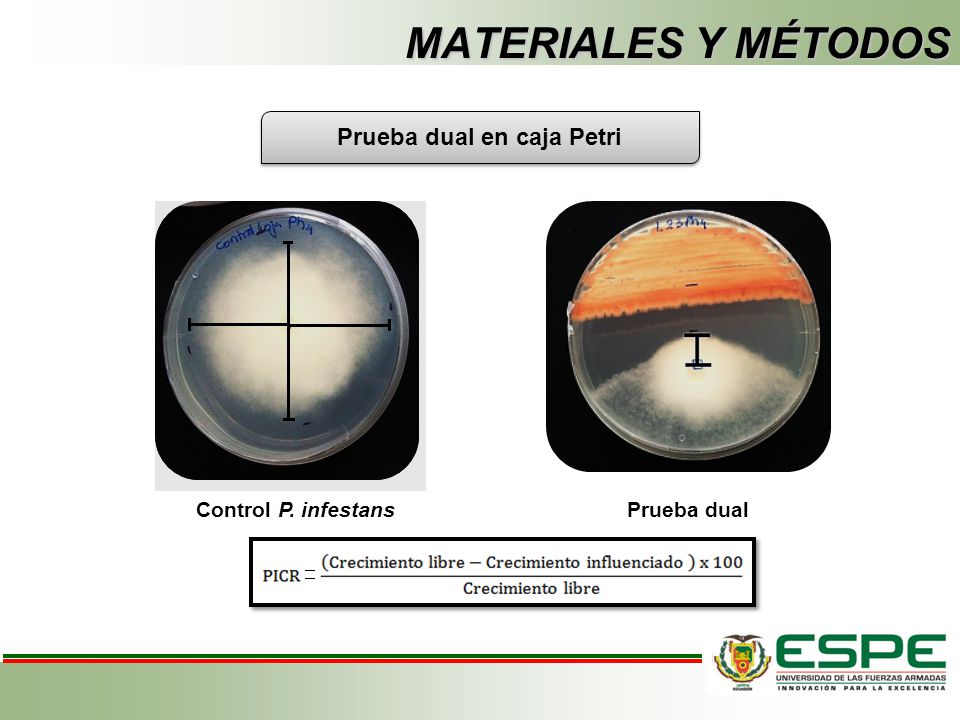 Prueba dual en caja Petri