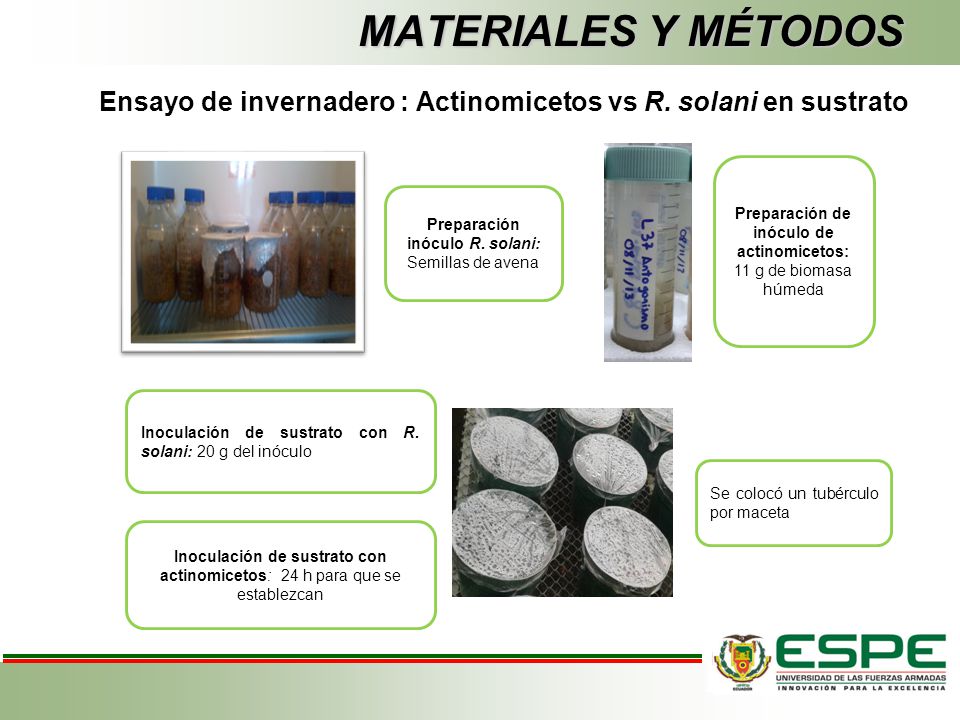MATERIALES Y MÉTODOS Ensayo de invernadero : Actinomicetos vs R. solani en sustrato. Preparación de inóculo de actinomicetos: 11 g de biomasa húmeda.