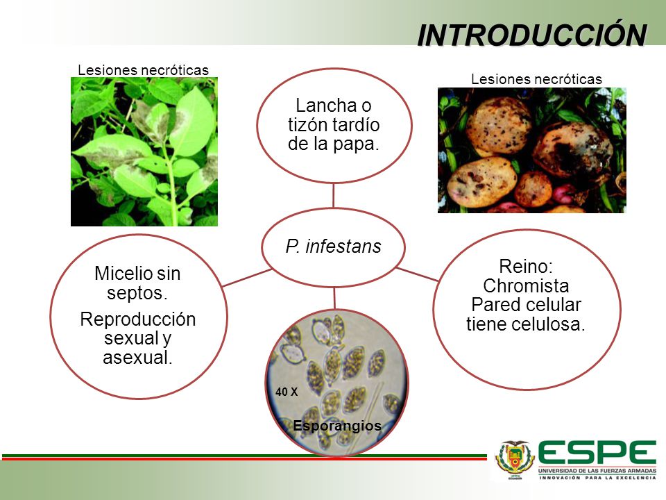 INTRODUCCIÓN Lancha o tizón tardío de la papa. P. infestans
