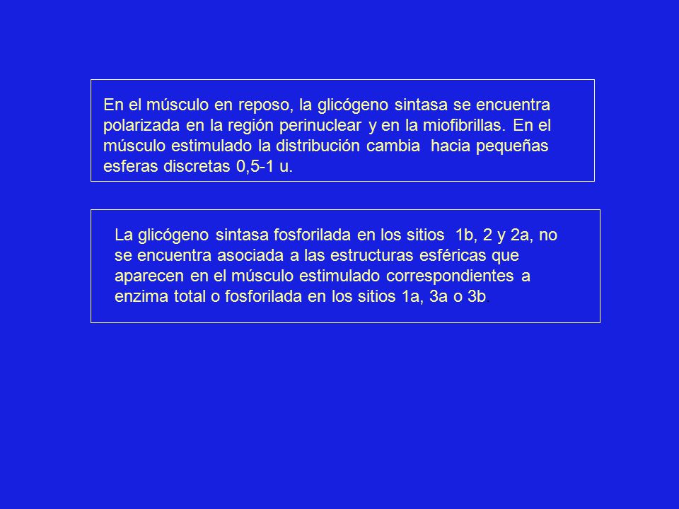 En el músculo en reposo, la glicógeno sintasa se encuentra polarizada en la región perinuclear y en la miofibrillas. En el músculo estimulado la distribución cambia hacia pequeñas esferas discretas 0,5-1 u.
