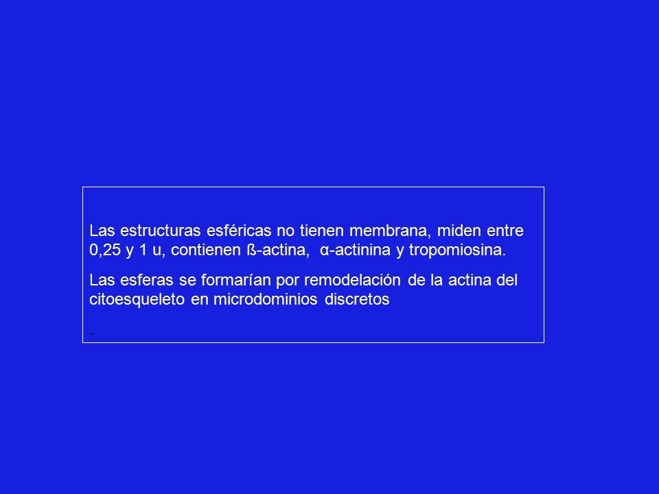 Las estructuras esféricas no tienen membrana, miden entre 0,25 y 1 u, contienen ß-actina, α-actinina y tropomiosina.