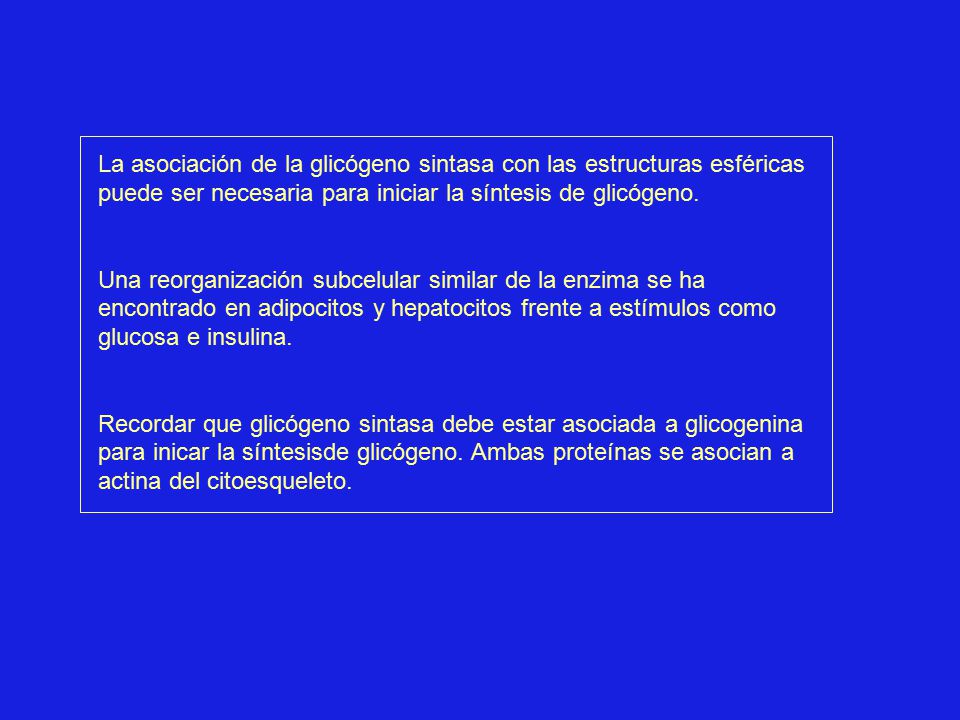 La asociación de la glicógeno sintasa con las estructuras esféricas puede ser necesaria para iniciar la síntesis de glicógeno.