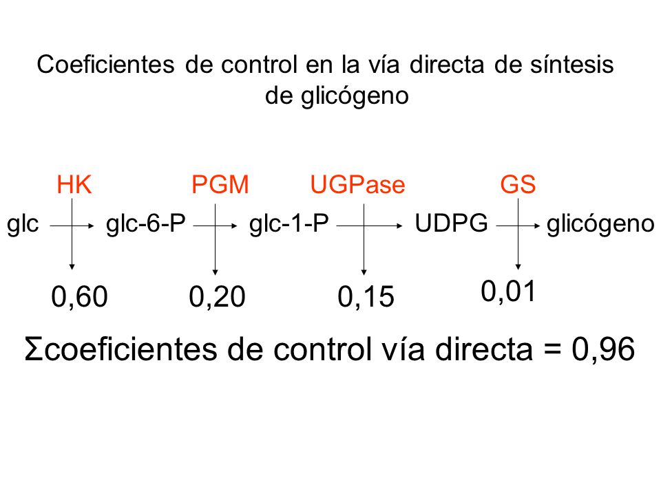 Coeficientes de control en la vía directa de síntesis de glicógeno