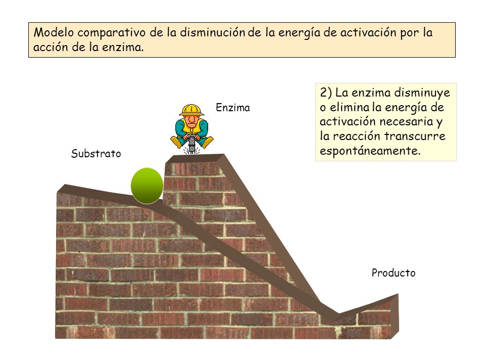 Modelo comparativo de la disminución de la energía de activación por la acción de la enzima.