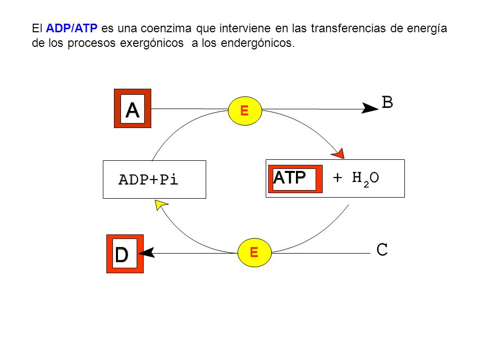 El ADP/ATP es una coenzima que interviene en las transferencias de energía de los procesos exergónicos a los endergónicos.
