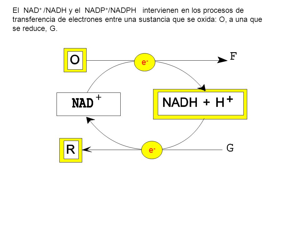 El NAD+ /NADH y el NADP+/NADPH intervienen en los procesos de transferencia de electrones entre una sustancia que se oxida: O, a una que se reduce, G.