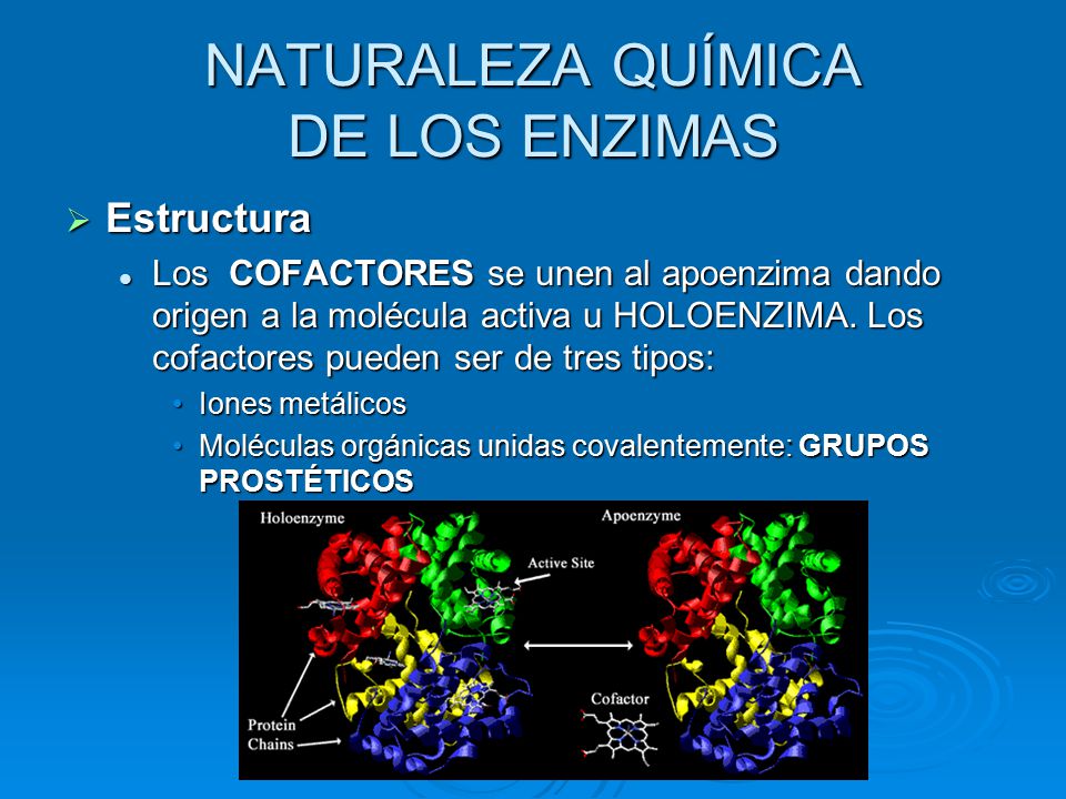 NATURALEZA QUÍMICA DE LOS ENZIMAS