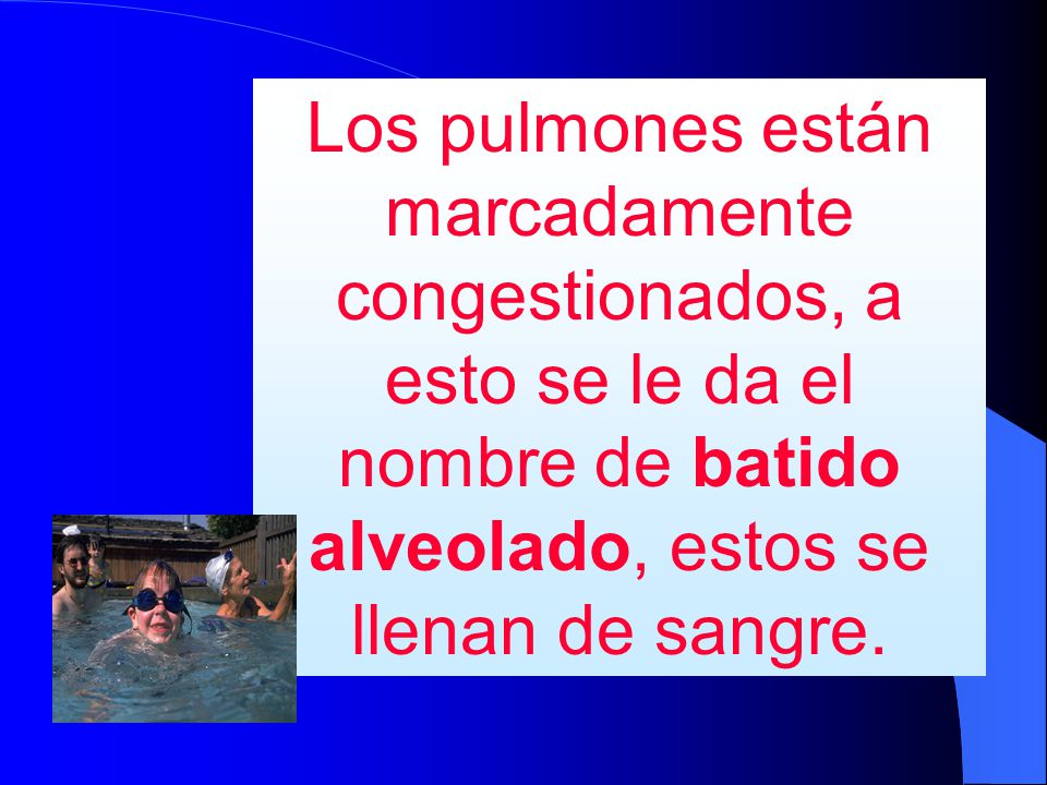Los pulmones están marcadamente congestionados, a esto se le da el nombre de batido alveolado, estos se llenan de sangre.