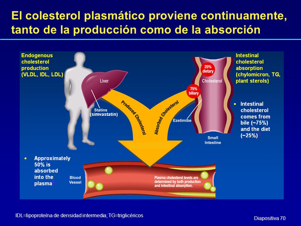 El colesterol plasmático proviene continuamente, tanto de la producción como de la absorción
