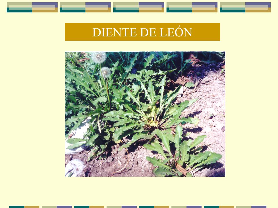 DIENTE DE LEÓN