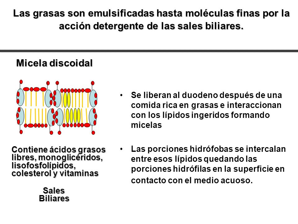 Las grasas son emulsificadas hasta moléculas finas por la acción detergente de las sales biliares.