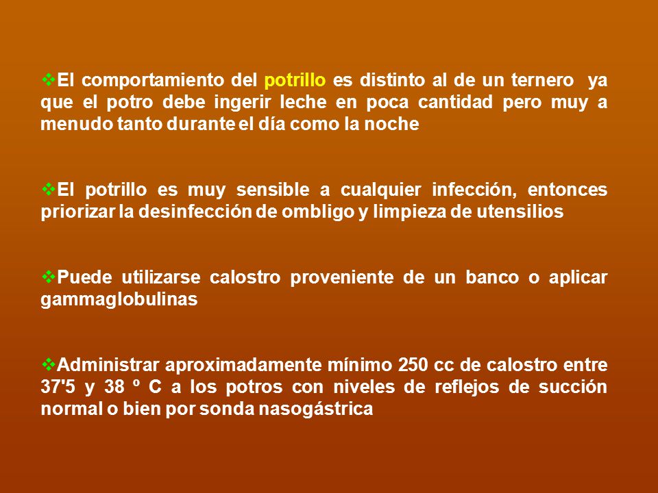 El comportamiento del potrillo es distinto al de un ternero ya que el potro debe ingerir leche en poca cantidad pero muy a menudo tanto durante el día como la noche