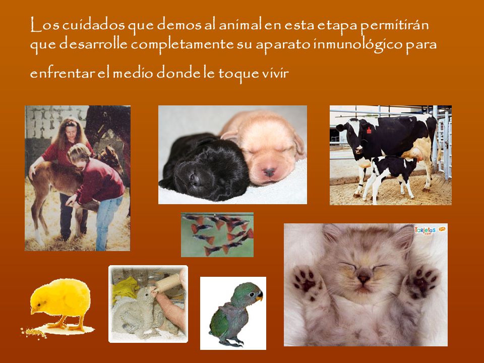 Los cuidados que demos al animal en esta etapa permitirán que desarrolle completamente su aparato inmunológico para