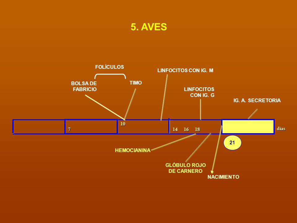 5. AVES FOLÍCULOS LINFOCITOS CON IG. M BOLSA DE FABRICIO TIMO