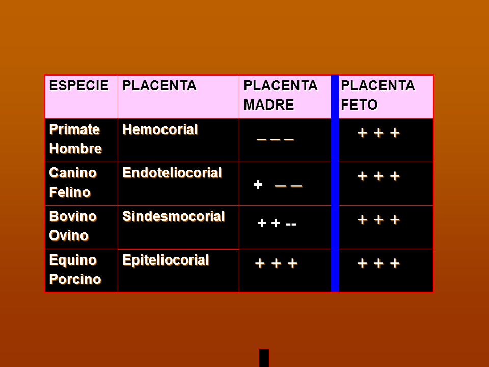 + + + _ _ _ _ _ ESPECIE PLACENTA