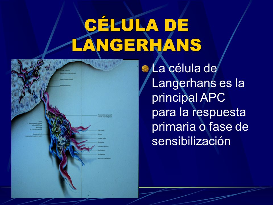 CÉLULA DE LANGERHANS La célula de Langerhans es la principal APC para la respuesta primaria o fase de sensibilización.