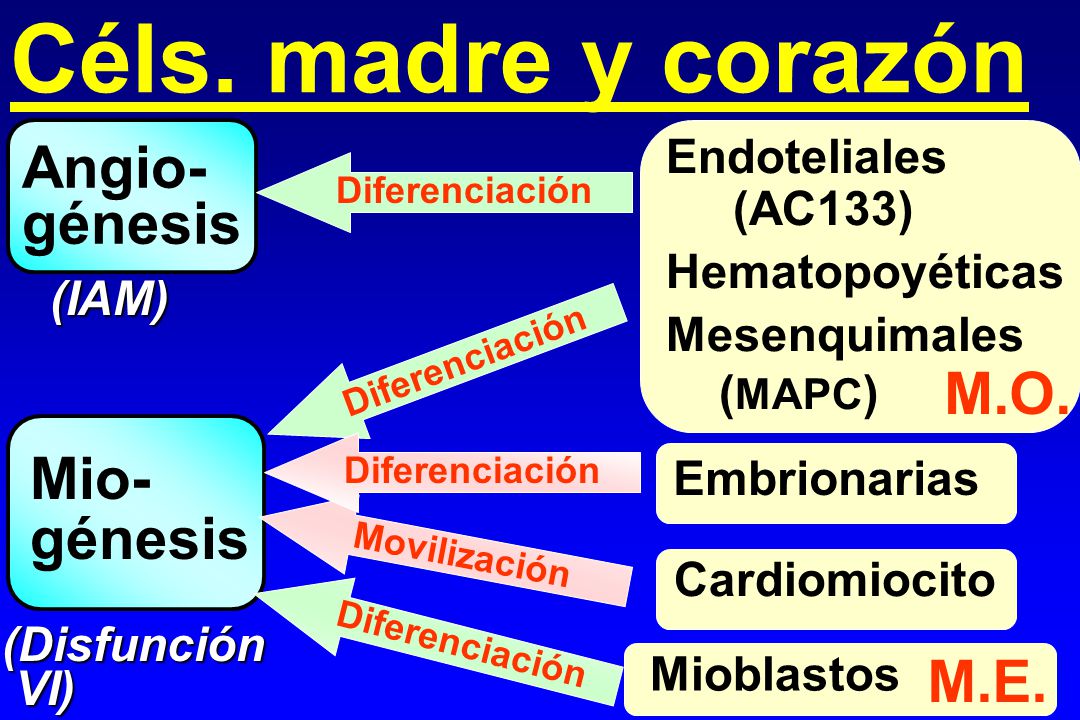 Céls. madre y corazón Angio- génesis M.O. Mio- génesis M.E.