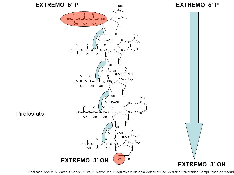 EXTREMO 5´ P EXTREMO 5´ P Pirofosfato EXTREMO 3´ OH EXTREMO 3´ OH