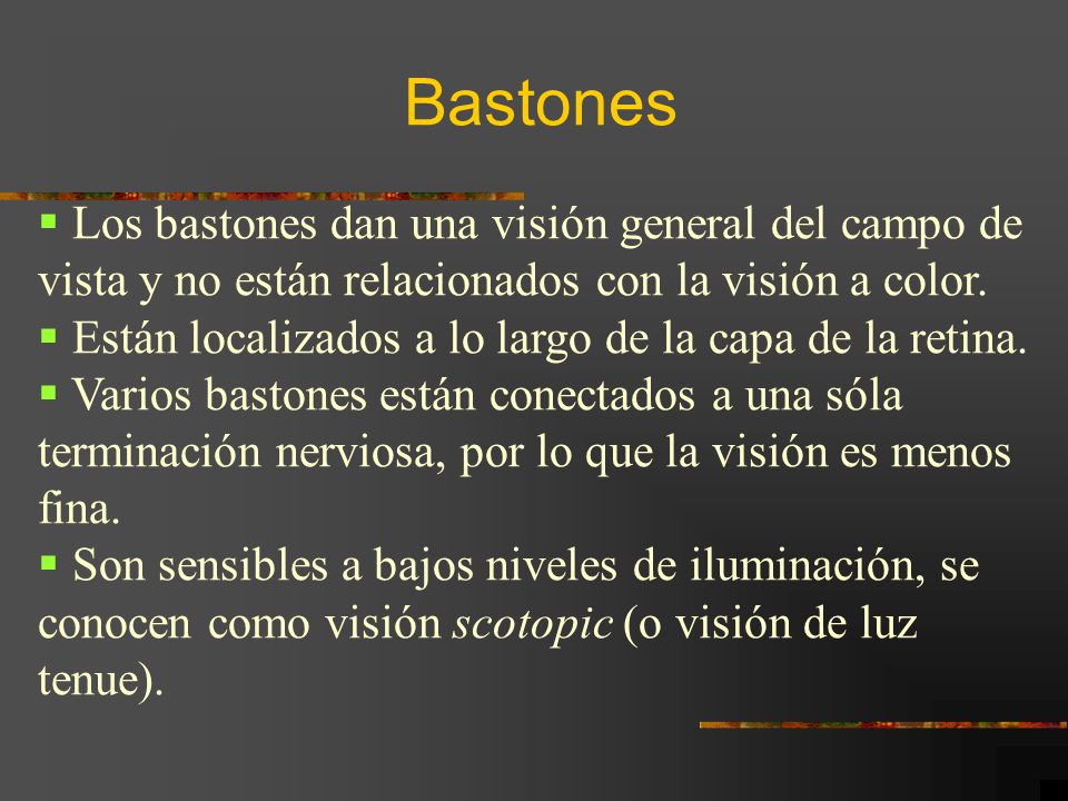 Bastones Los bastones dan una visión general del campo de vista y no están relacionados con la visión a color.