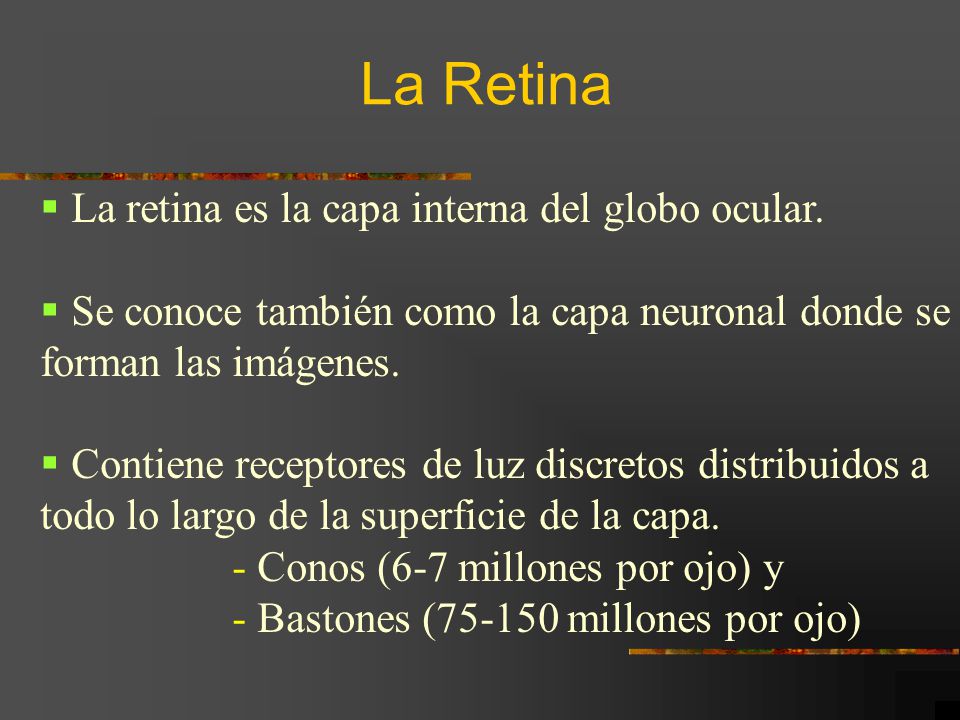 La Retina La retina es la capa interna del globo ocular.