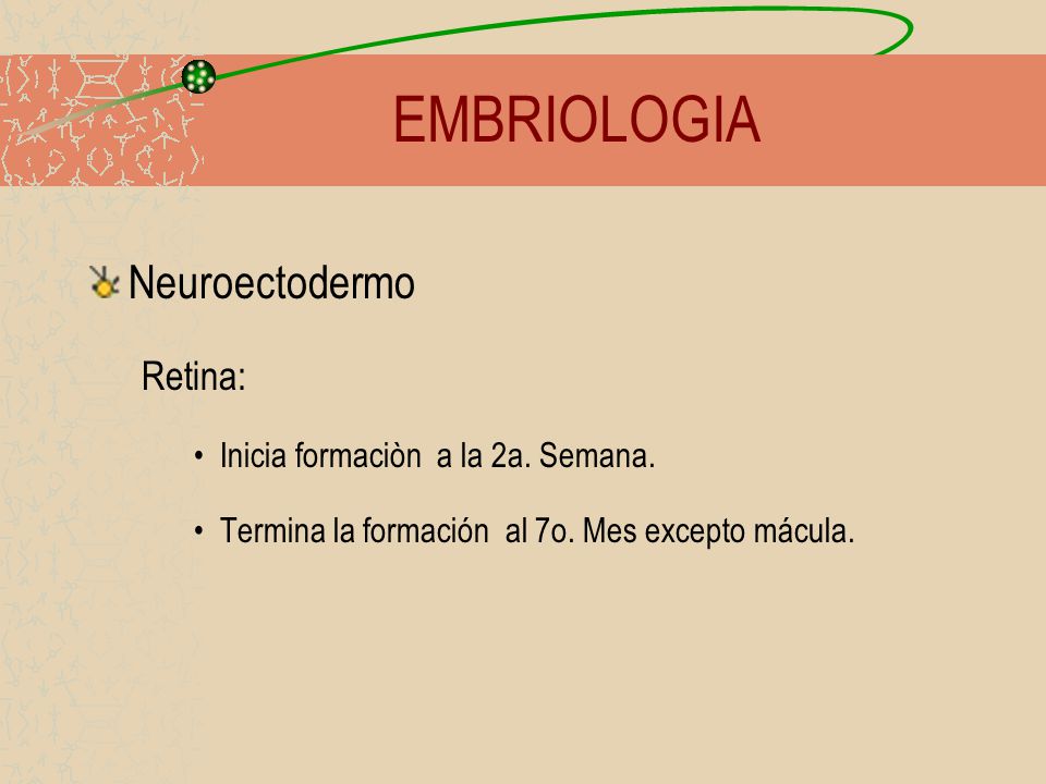 EMBRIOLOGIA Neuroectodermo Retina: Inicia formaciòn a la 2a. Semana.