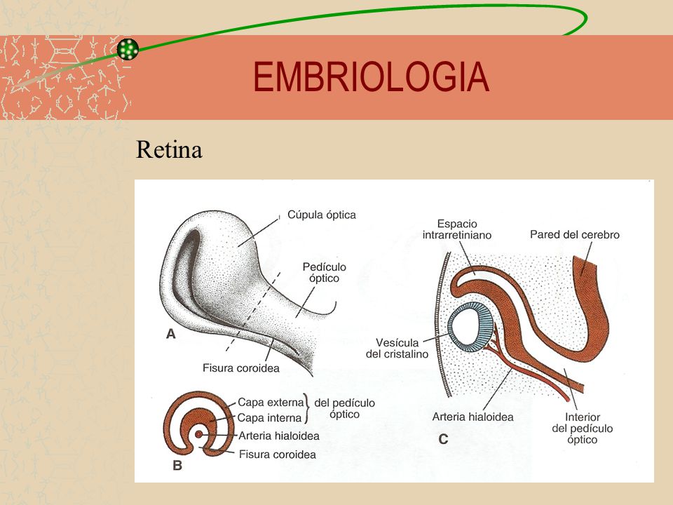 EMBRIOLOGIA Retina