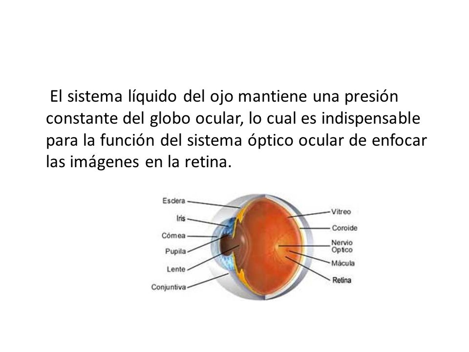 El sistema líquido del ojo mantiene una presión constante del globo ocular, lo cual es indispensable para la función del sistema óptico ocular de enfocar las imágenes en la retina.
