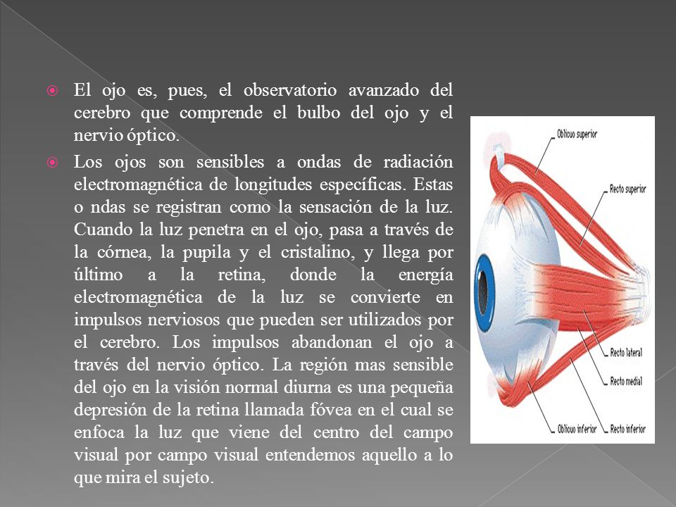 El ojo es, pues, el observatorio avanzado del cerebro que comprende el bulbo del ojo y el nervio óptico.
